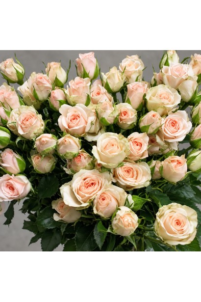 Rose Ізіс фото